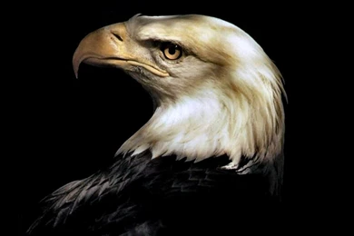 American Bald Eagle   (