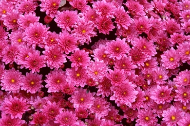 Magenta Mums Wallpapers   Wallpoop   The Wallpapers Site : Wallpoop ...