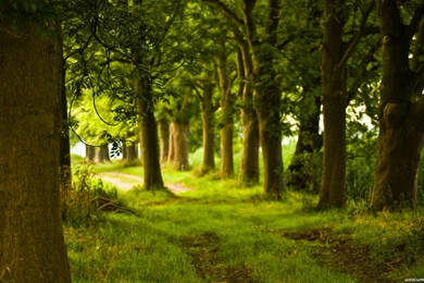 Forest Path Hd Wallpapers