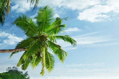 Download Tropical Paradise Beach HD Wallpapers For Nexus 6P ...