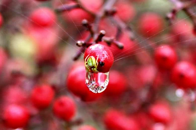 Green Water Red Macro Spiders Photos Berry Wallpapers   (
