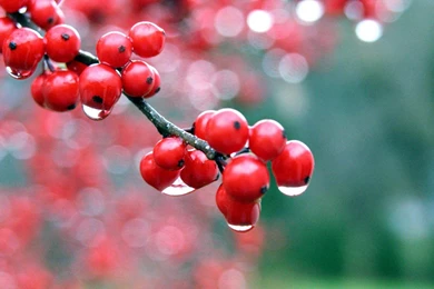 Desktop Hd Image Wallpapers Nature