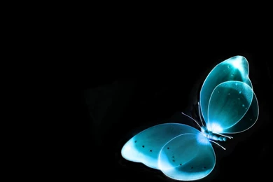 3D Butterfly Desktop Backgrounds