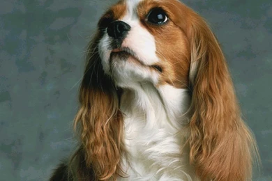 Widescreen Cute Puppies Christmas And Dogs Christian Wallpaper, HQ ...