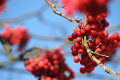 Rowan Berry Nature Tree HD Wallpapers Wallpapers   (