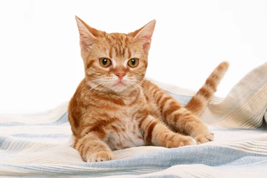 Nature Wallpapers   Cats, Dimgray, Sienna, Gainsboro