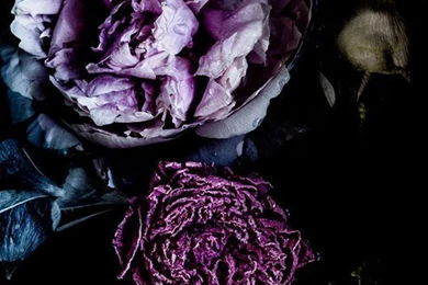 Dark Moody Winter Florals