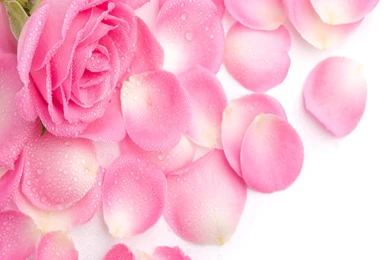 Download Rose Flower Wallpapers For Android