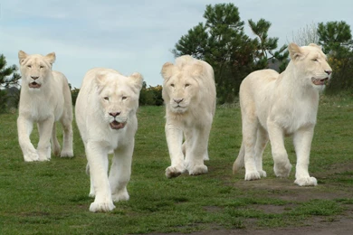 25+ Beautiful White Lion Wallpapers Free