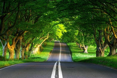 Spring green road landscape high definition wallpaper