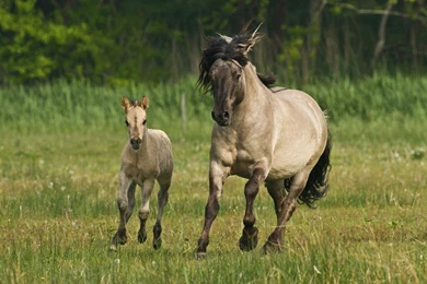 PROTECT BABY Animals Horses Foal Nature Mother WALPAPERS Horses ...