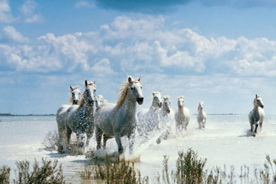 Horses Wild Horses Beach Beauty Full Hd 1080p Backgrounds ~ Horses ...