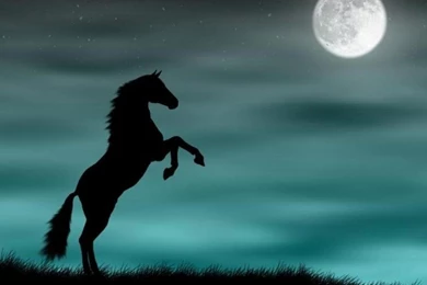 Midnight Horse Moon Beautiful Backgrounds Horses Free Download ...