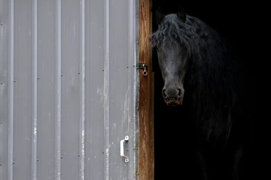 Welcome Home Friesian Horses Drafthorse Black Dutch By ...