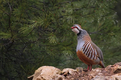 Perdiz Roja Macho Ave Animales Wallpapers