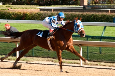 Secretariat Wallpapers