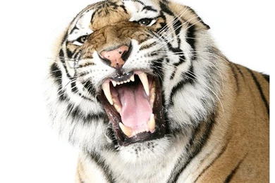 Big Cat Studio: Lions, Tigers And Leopards Photographed In A ...