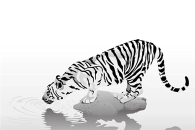 WhiteTiger