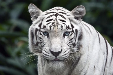 1920x1200 White Tiger Backgrounds Wallpapers
