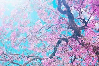 Flower Wallpapers Iphone 6 Tumblr  Free Quality Wallpapers For ...