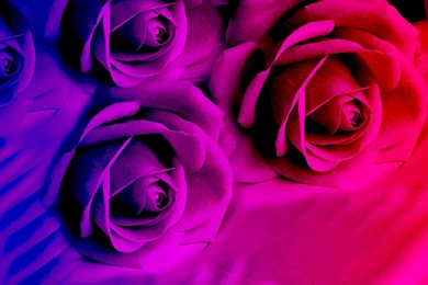 Colourful Flowers Images And Wallpapers Download