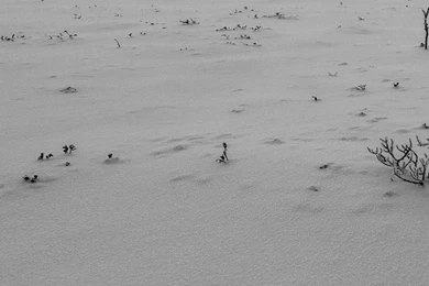 Snow iPhone 5s Wallpapers