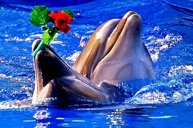 Dolphin The Most Romantic Fish Photos Of Fish Wallpapers For ...