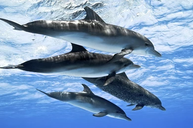 Dolphins Atlantic Spotted Dolphin Ocean Dolphins Wallpapers For ...