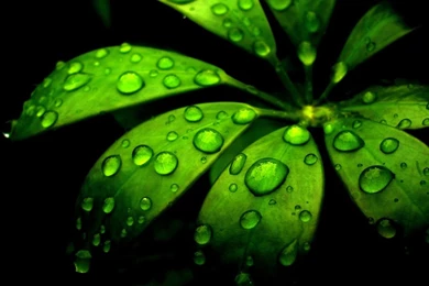 Justpict.com Green Flowers Wallpapers