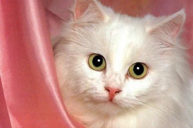 Cute White Cat Wallpapers   ImgMob