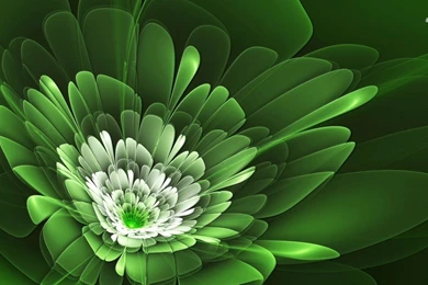 Green Flower Wallpapers   Digital Art Wallpapers