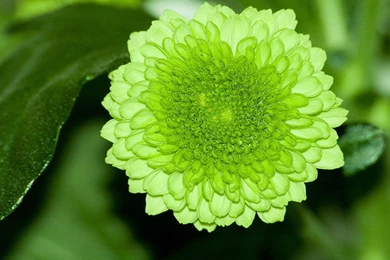 Green Flowers Amazing Wallpapers Photos   HD Backgrounds