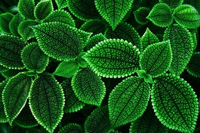 Exotic Green flower wallpapers flowers wallpapers 1280x960.jpg