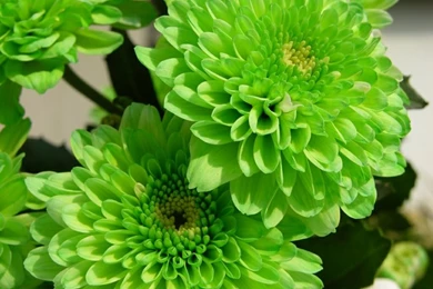 Green Flowers Amazing Wallpapers Photos   HD Backgrounds