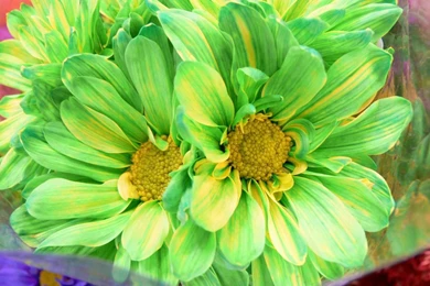 Wallpapers Green Flower Flowers Blue 1024x768