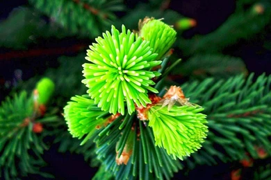 Different Flowers Images And Wallpapers Download