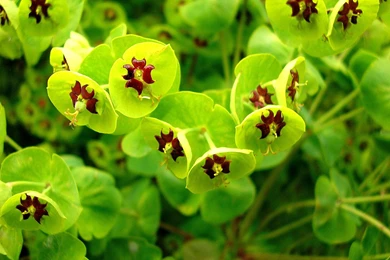 Flower Images To Color And Wallpapers Download