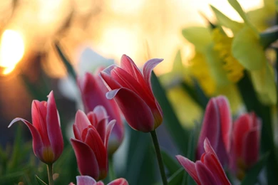 Pink Flower Wallpapers Wild Flowers Green   1525684