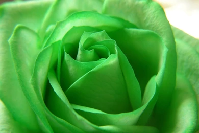 World's Top 100 Beautiful Flowers Images Wallpapers Photos Free ...