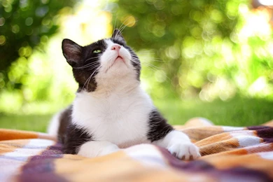 Black And White Cat Wallpapers 262048