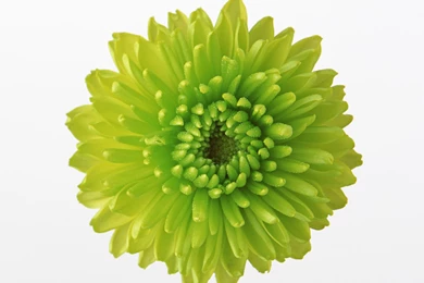 Green Flowers 28 Widescreen Wallpapers   Hdnaturewall.com