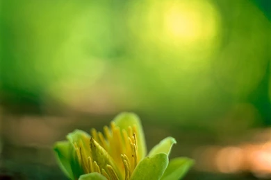Pure Green Flower iPad Wallpapers Download