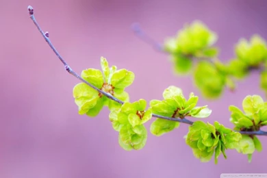 Small Green Flowers HD Desktop Wallpapers : High Definition ...