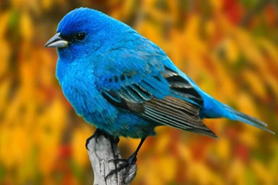 KOLEKSI WALLPAPER BURUNG