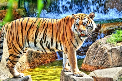 Tiger High Definiton HD Desktop Backgrounds & Wallpapers   All HD ...