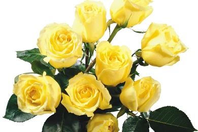 Yellow Rose HD Wallpapers