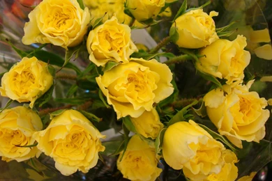 Yellow Rose Wallpapers HD