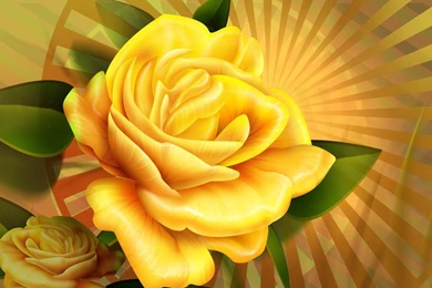 Yellow Rose Wallpapers Vector Wallpapers