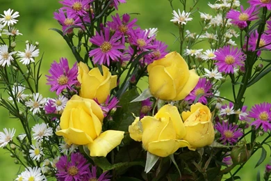 Yellow Rose Wallpapers   All Wallpapers New