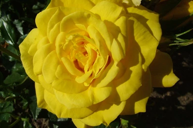 Rose Flowers Wallpaper: Yellow Rose Wallpapers